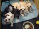 French Bulldog Puppies for sale in Amarillo, TX 79119, USA. price: NA