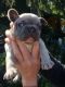French Bulldog Puppies for sale in Hawaiian Ct, Orlando, FL 32819, USA. price: NA