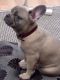 French Bulldog Puppies for sale in S Acansa Dr, Pueblo West, CO 81007, USA. price: $400