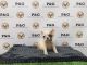 French Bulldog Puppies for sale in Temple City, CA, USA. price: NA