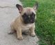 French Bulldog Puppies for sale in Dover, DE, USA. price: $500