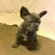 French Bulldog Puppies for sale in San Leandro, CA, USA. price: NA