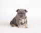 French Bulldog Puppies for sale in Casper, WY, USA. price: NA