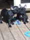French Bulldog Puppies for sale in Round Rock, TX, USA. price: NA