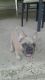 French Bulldog Puppies for sale in Metairie, LA, USA. price: NA