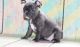 French Bulldog Puppies for sale in W Olympic Blvd, Los Angeles, CA, USA. price: NA