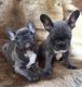 French Bulldog Puppies for sale in Tecate, CA 91987, USA. price: NA