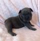 French Bulldog Puppies for sale in IL-59, Plainfield, IL, USA. price: $380