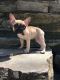 French Bulldog Puppies for sale in Windsor, ON, Canada. price: NA