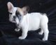French Bulldog Puppies for sale in Mound, MN 55364, USA. price: $500