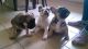 French Bulldog Puppies for sale in Blountsville, AL 35031, USA. price: NA