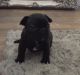French Bulldog Puppies for sale in National Ave, Big Bend, WI 53103, USA. price: $400