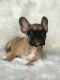 French Bulldog Puppies for sale in Baltimore, MD 21288, USA. price: NA