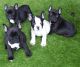 French Bulldog Puppies for sale in N US-59, Nacogdoches, TX 75965, USA. price: NA