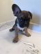 French Bulldog Puppies for sale in Bakersfield, CA, CA, USA. price: NA