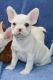 French Bulldog Puppies for sale in Bozeman, MT, USA. price: NA