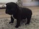 French Bulldog Puppies for sale in Lake Cormorant, Mississippi 38641, USA. price: $300