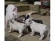 French Bulldog Puppies for sale in Allen St, New York, NY 10002, USA. price: NA