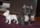 French Bulldog Puppies for sale in Trenton, NJ 08628, USA. price: $300