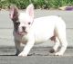 French Bulldog Puppies for sale in West Lafayette, IN, USA. price: NA