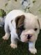 French Bulldog Puppies for sale in Howell, MI, USA. price: $3,500