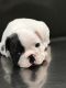 French Bulldog Puppies for sale in Howell, MI, USA. price: $4,000