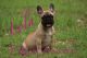 French Bulldog Puppies for sale in Middleburg, FL 32068, USA. price: NA