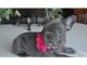 French Bulldog Puppies for sale in Brookfield Ave, Staten Island, NY 10308, USA. price: $500