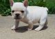 French Bulldog Puppies for sale in Rice, MN 56367, USA. price: NA