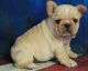 French Bulldog Puppies for sale in Rice, MN 56367, USA. price: NA
