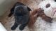 French Bulldog Puppies for sale in AZ-89A, Cottonwood, AZ 86326, USA. price: $350