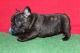 French Bulldog Puppies for sale in AZ-89A, Cottonwood, AZ 86326, USA. price: $550