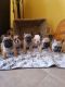 French Bulldog Puppies for sale in AZ-89A, Cottonwood, AZ 86326, USA. price: $600