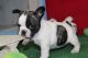 French Bulldog Puppies for sale in AZ-89A, Cottonwood, AZ 86326, USA. price: $625