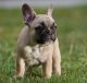 French Bulldog Puppies for sale in Brunswick, OH 44212, USA. price: $500