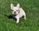 French Bulldog Puppies for sale in Brunswick, OH 44212, USA. price: $500