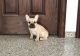 French Bulldog Puppies for sale in Salem, OR, USA. price: $500