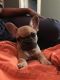 French Bulldog Puppies for sale in Palm Springs, CA 92262, USA. price: $500