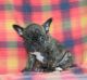 French Bulldog Puppies for sale in Adell, WI 53001, USA. price: NA