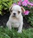 French Bulldog Puppies for sale in Adell, WI 53001, USA. price: NA