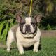 French Bulldog Puppies for sale in Downey, CA 90242, USA. price: $1,000