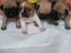 French Bulldog Puppies for sale in Olympia, WA, USA. price: $400