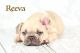 French Bulldog Puppies for sale in Airport Center Rd, Allentown, PA 18109, USA. price: $500