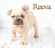 French Bulldog Puppies for sale in Airport Center Rd, Allentown, PA 18109, USA. price: NA