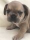 French Bulldog Puppies for sale in Sanford, NC, USA. price: NA