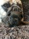 French Bulldog Puppies for sale in Nenana, AK 99760, USA. price: NA
