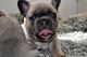 French Bulldog Puppies for sale in Nenana, AK 99760, USA. price: NA
