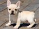 French Bulldog Puppies for sale in Abbeville, SC 29620, USA. price: $650