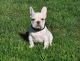 French Bulldog Puppies for sale in Abbeville, SC 29620, USA. price: $650