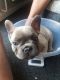 French Bulldog Puppies for sale in White Hall, AR 71602, USA. price: NA